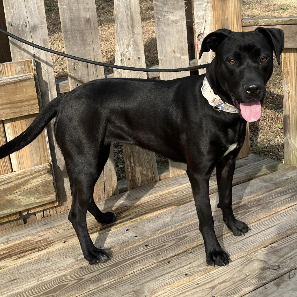 Enlarge Tweedle Dum, a Adoptable mixed breed in Pulaski, TN image 3/3