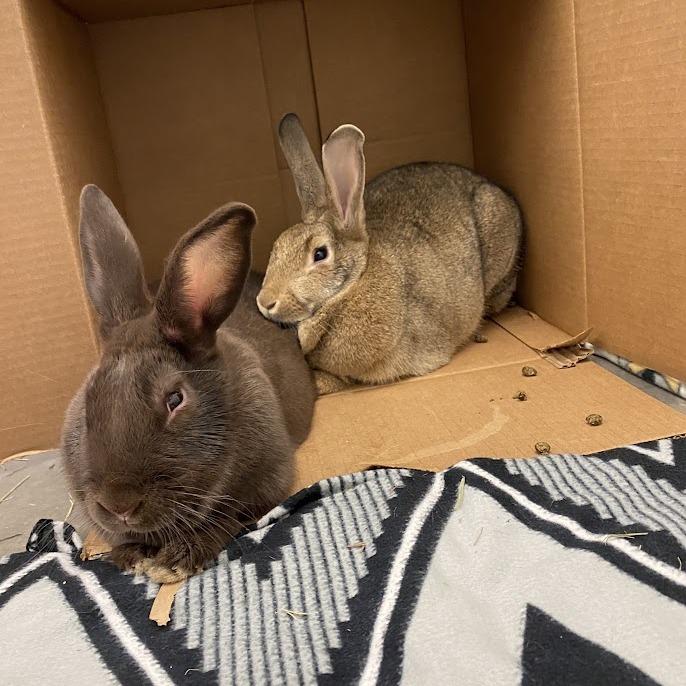 Jenny and Jobu, Adoptable, Adult Female American.