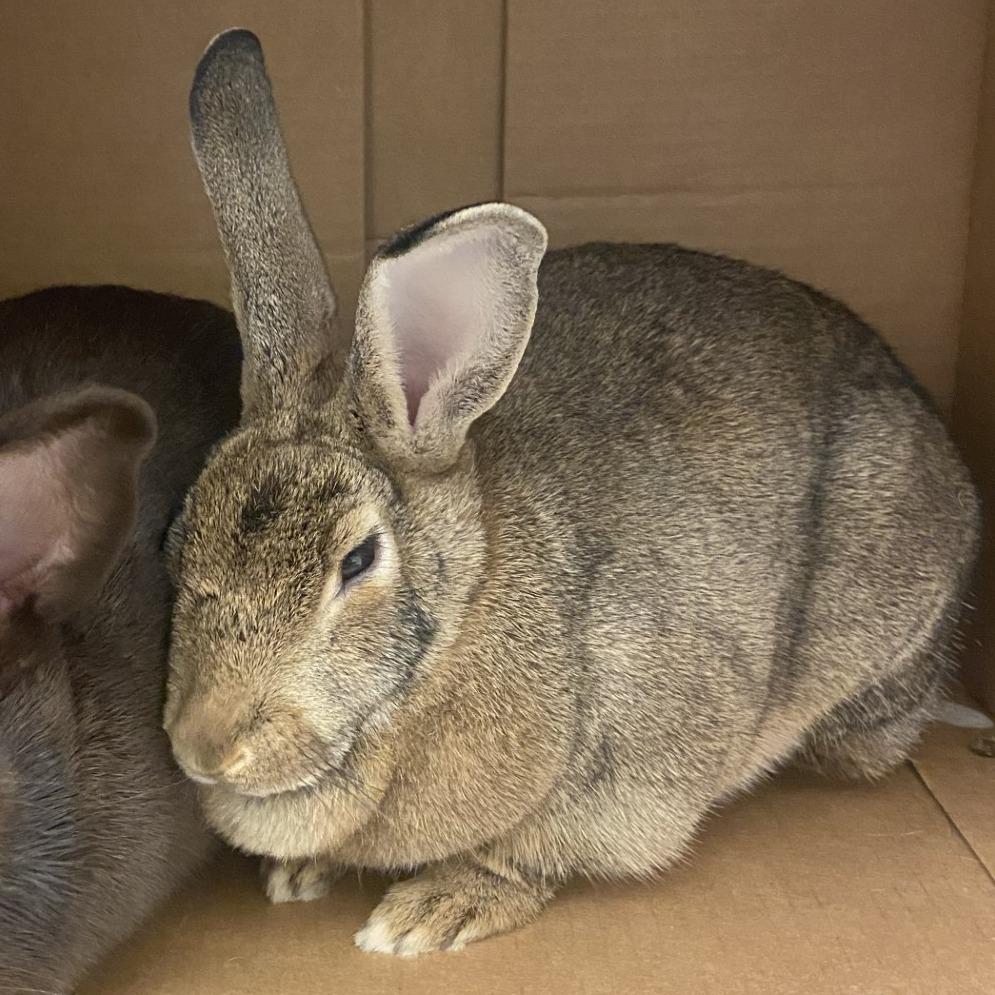 Enlarge Jenny and Jobu, a Adoptable American in Pittsburgh, PA image 3/6