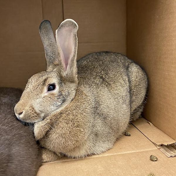 Enlarge Jenny and Jobu, a Adoptable American in Pittsburgh, PA image 4/6