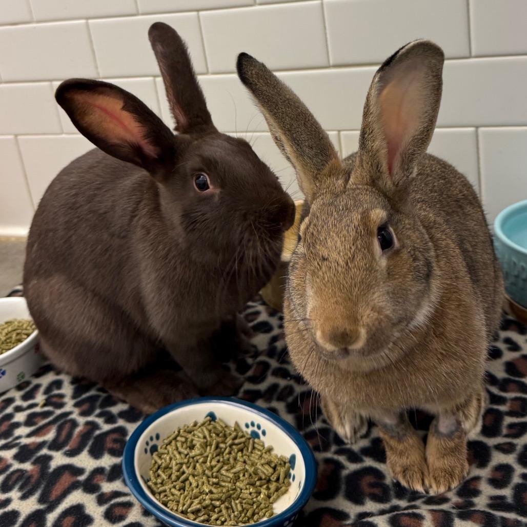 Enlarge Jenny and Jobu, a Adoptable American in Pittsburgh, PA image 5/6