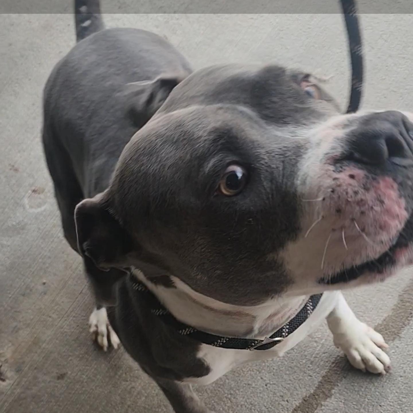 Hootie, a ADOPTABLE Pit Bull Terrier in Tama, IA image 1/2