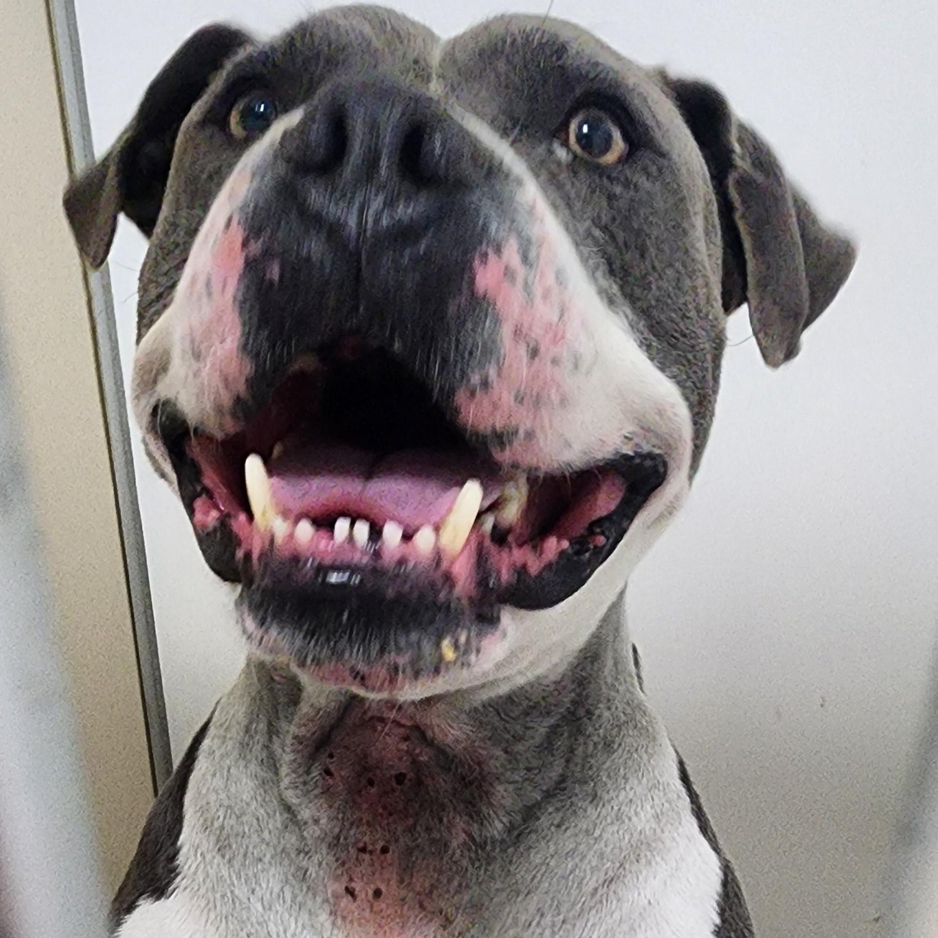 Hootie, a ADOPTABLE Pit Bull Terrier in Tama, IA image 2/2