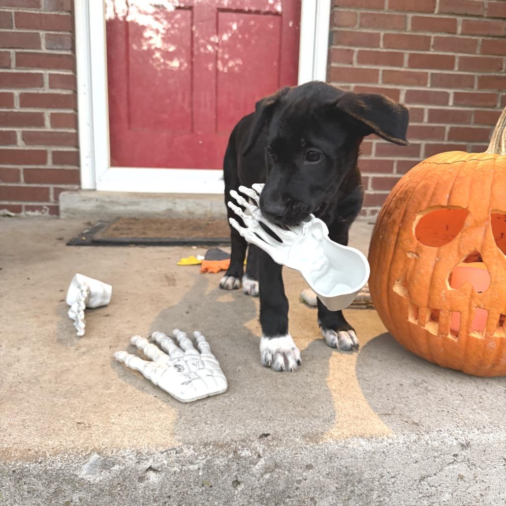 Willadean, Adoptable, Puppy Female Labrador Retriever & Mountain Cur.