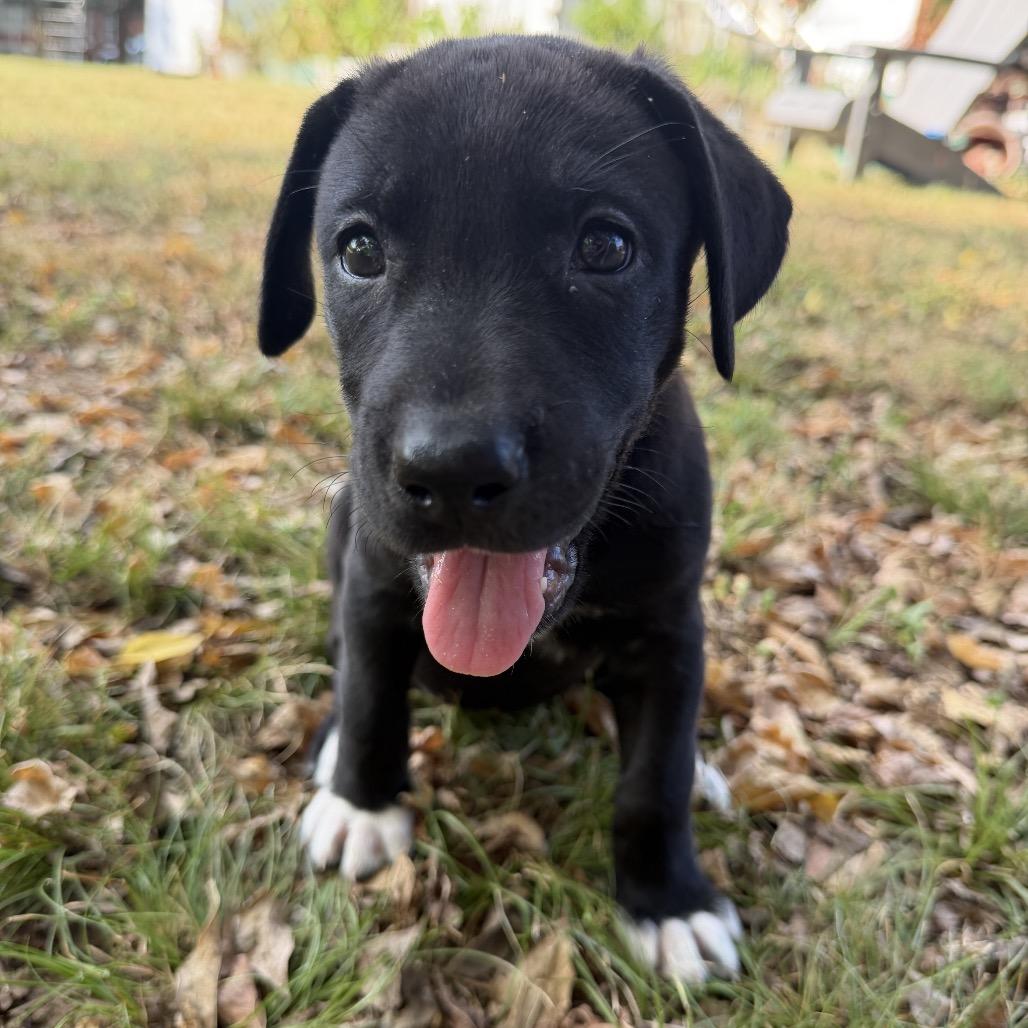 Enlarge Willadean, a Adoptable mixed breed in Goodlettsville, TN image 2/3