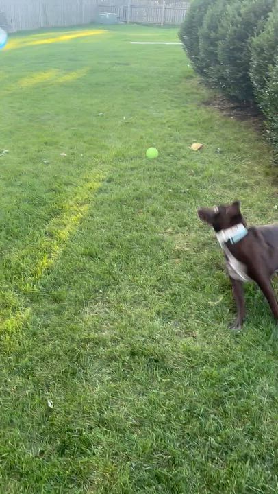 Enlarge Slate, a Adoptable mixed breed in Oswego, IL video 3/6