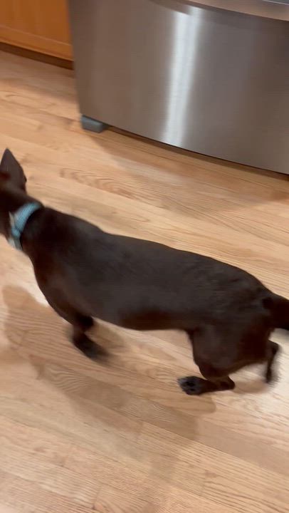 Enlarge Slate, a Adoptable mixed breed in Oswego, IL video 2/6