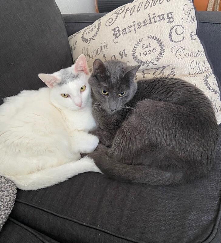 Sheldon bonded with Belle, Adoptable, Senior Male Domestic Short Hair.