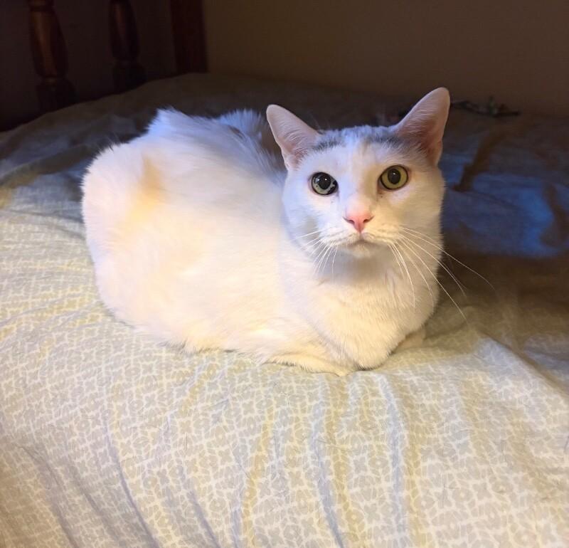 Enlarge Sheldon bonded with Belle, a Adoptable Domestic Short Hair in Anthem, AZ image 3/3