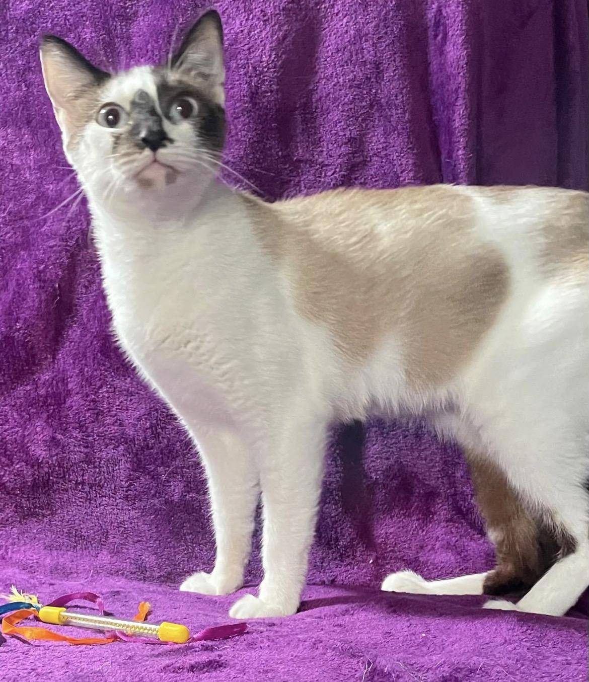 Ella Mae, a ADOPTABLE Snowshoe in Kalama, WA image 2/3
