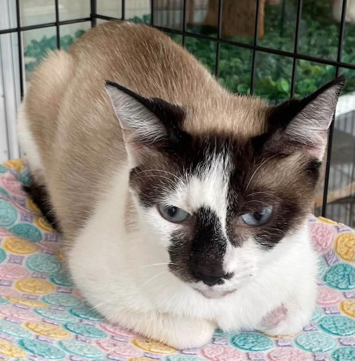 Ella Mae, ADOPTABLE, Adult Female Snowshoe.