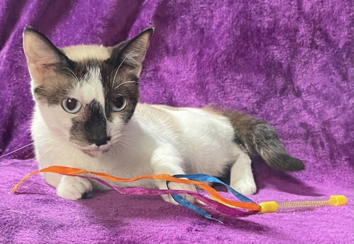 Ella Mae, a ADOPTABLE Snowshoe in Kalama, WA image 3/3