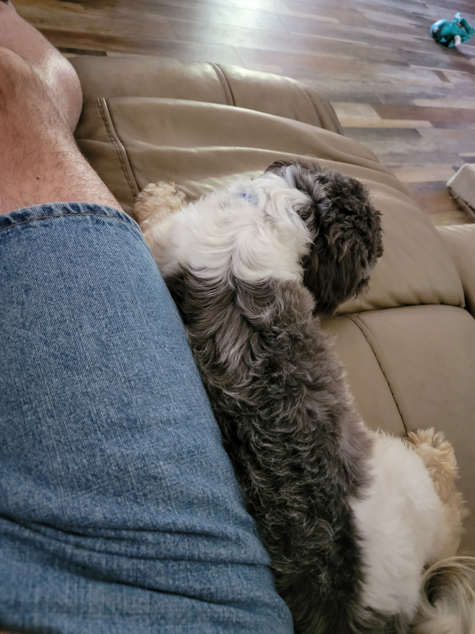 Tommy Bahama, Adopted, Young Male Shih Tzu.