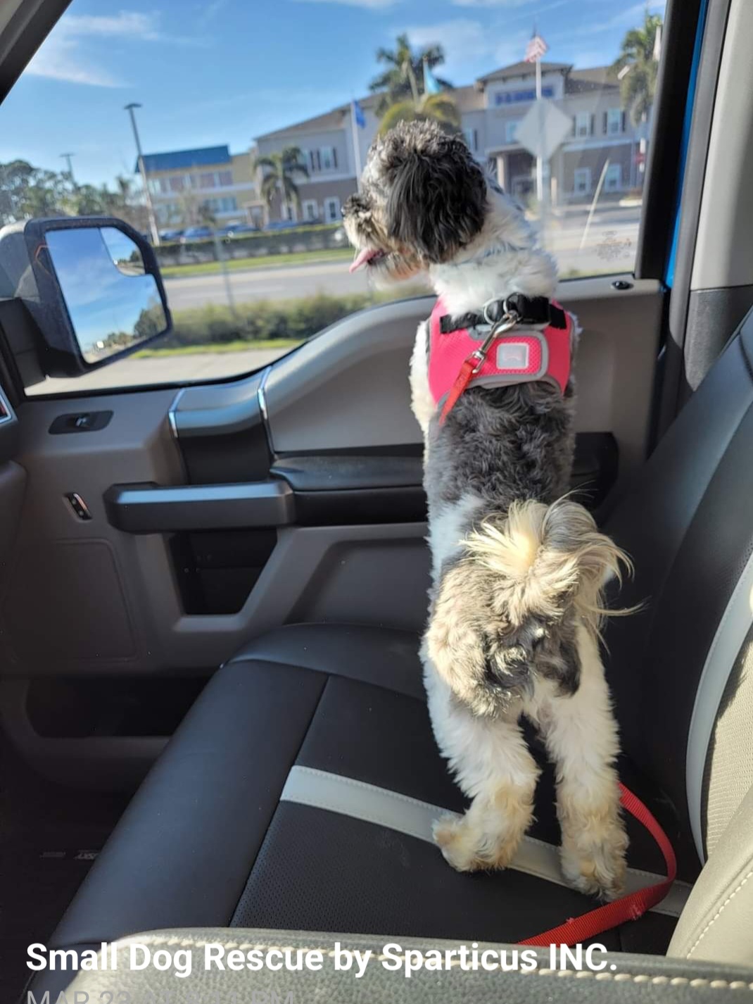 Enlarge Tommy Bahama, a Adopted Shih Tzu in Palm Bay, FL image 2/4