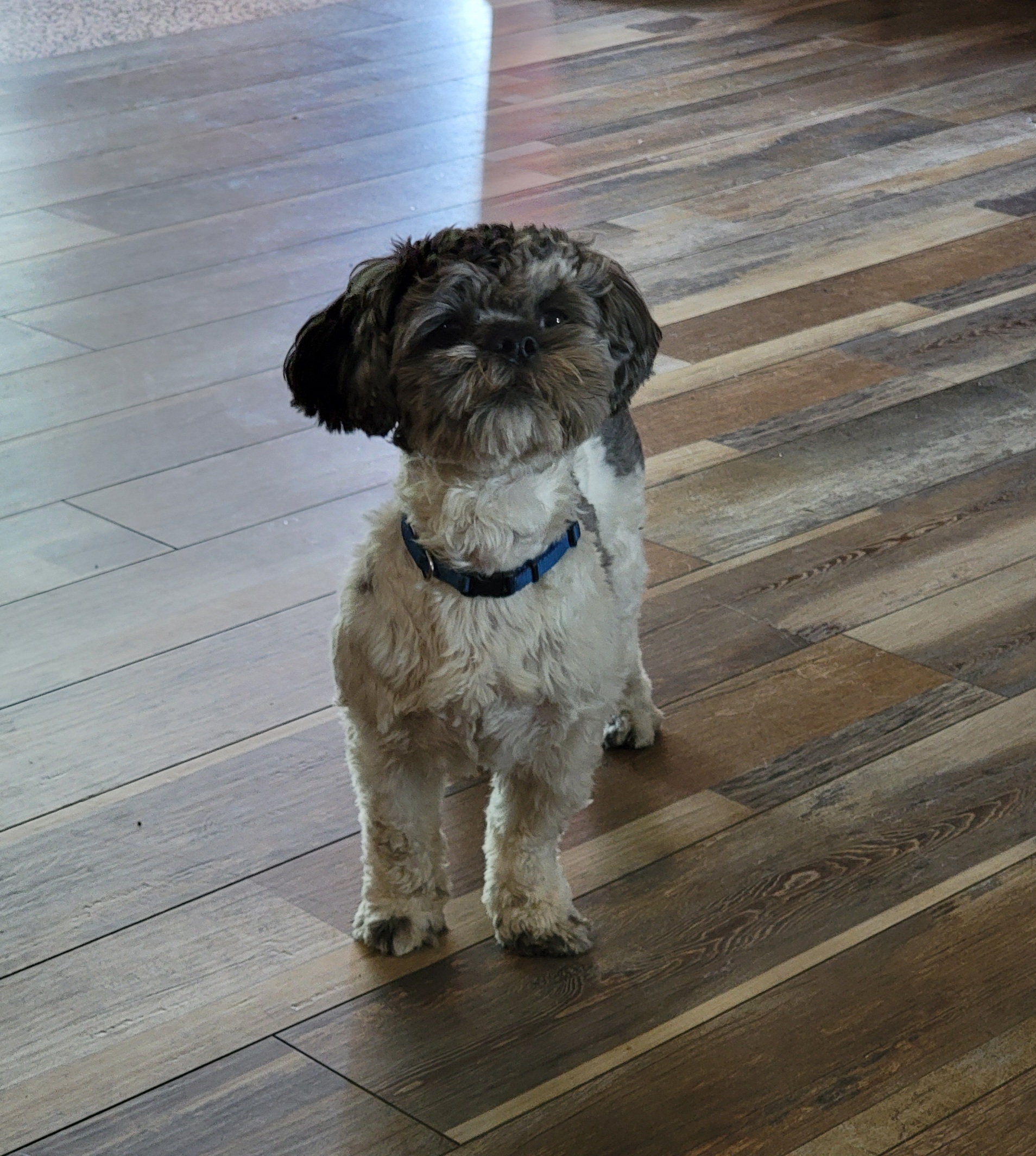 Enlarge Tommy Bahama, a Adopted Shih Tzu in Palm Bay, FL image 3/4