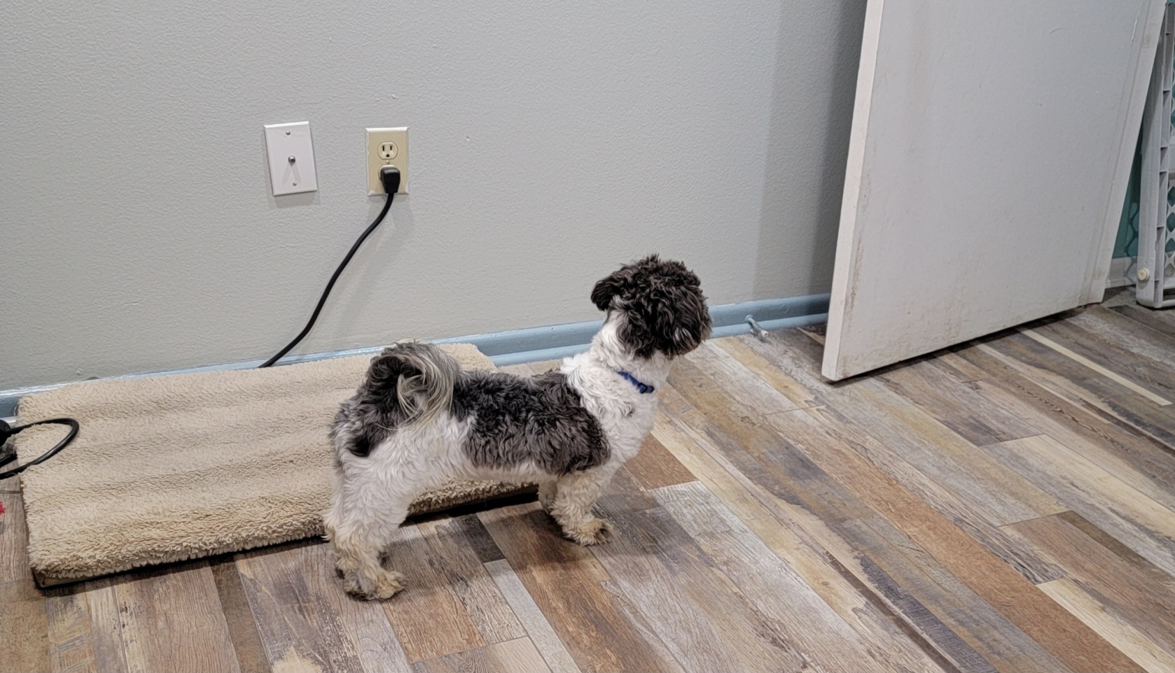 Enlarge Tommy Bahama, a Adopted Shih Tzu in Palm Bay, FL image 4/4