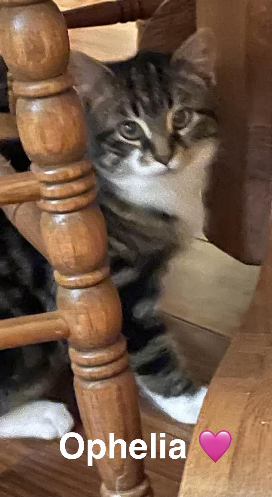 Enlarge Ophelia, a ADOPTABLE Tabby in Beckley, WV image 1/1