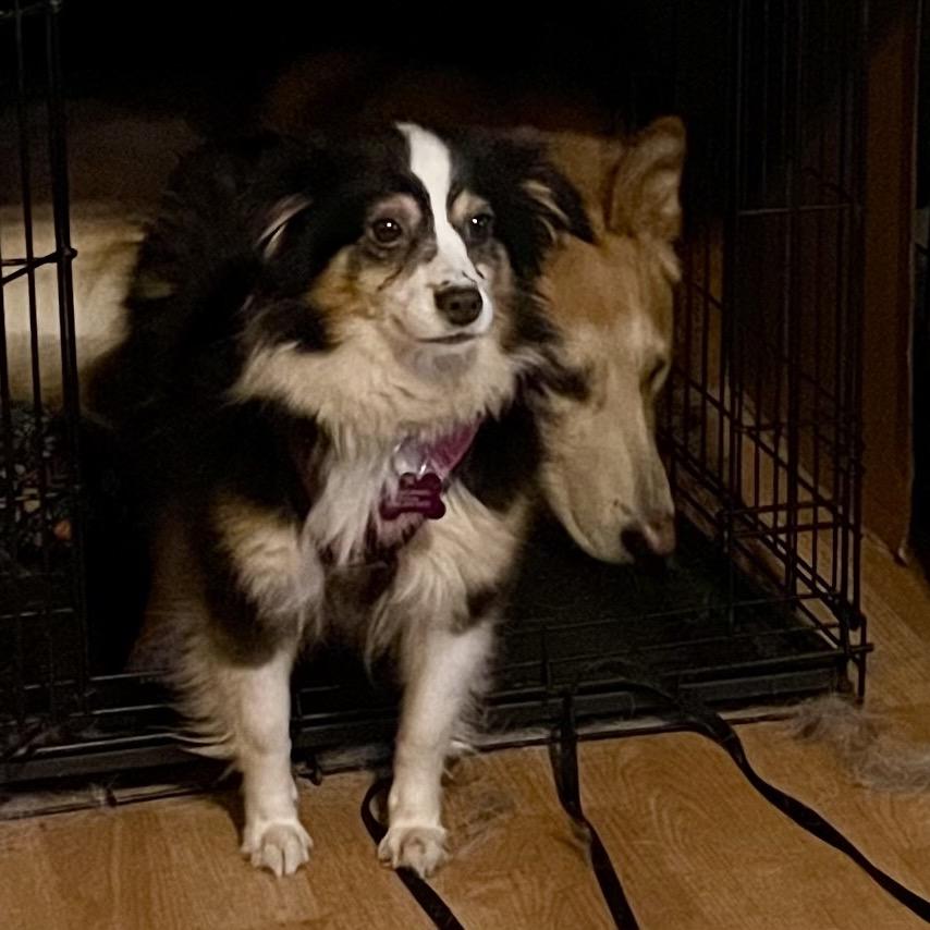 Enlarge Lolli, a Adoptable Australian Shepherd in Crystal, MN image 1/5