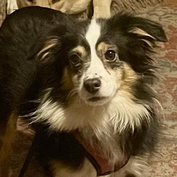 Enlarge Lolli, a Adoptable Australian Shepherd in Crystal, MN image 2/5