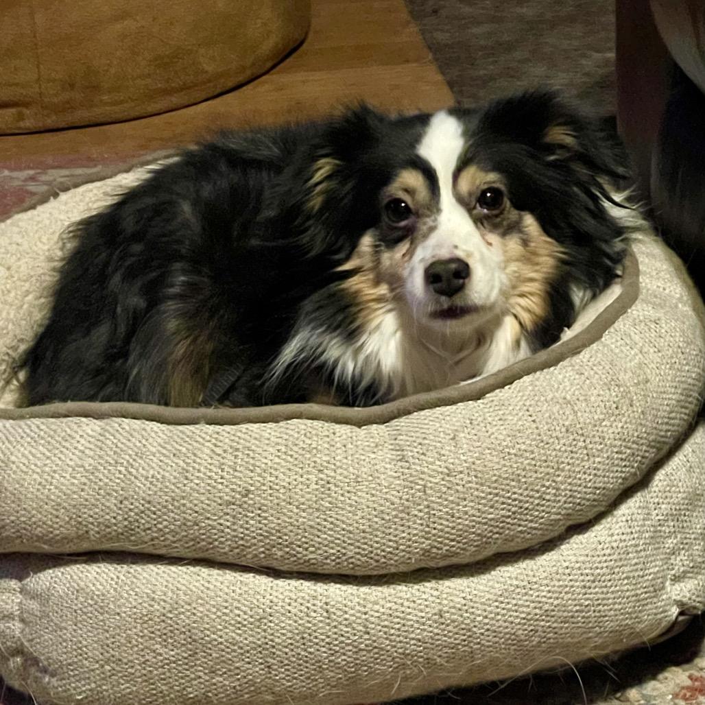 Enlarge Lolli, a Adoptable Australian Shepherd in Crystal, MN image 3/5