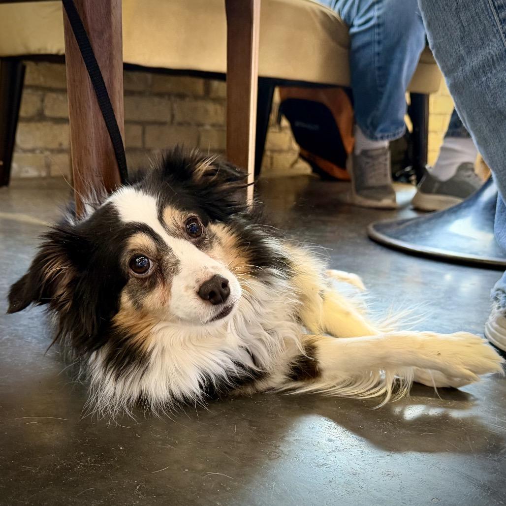 Enlarge Lolli, a Adoptable Australian Shepherd in Crystal, MN image 4/5