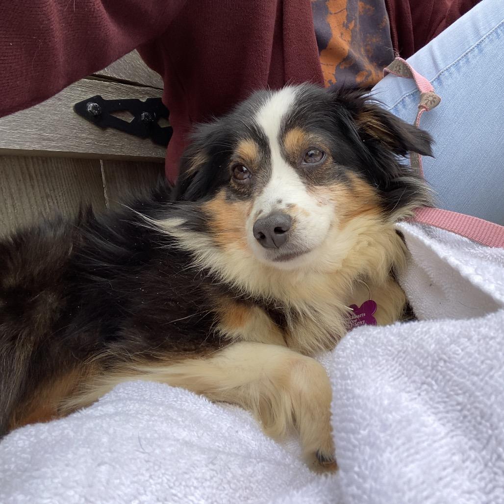 Enlarge Lolli, a Adoptable Australian Shepherd in Crystal, MN image 5/5