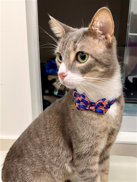 LEO, Adoptable, Adult Male Domestic Short Hair.