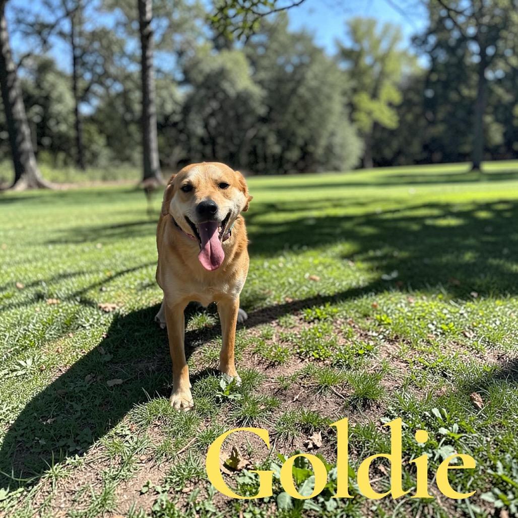Goldielocks, Adoptable, Adult Female Carolina Dog & Yellow Labrador Retriever.