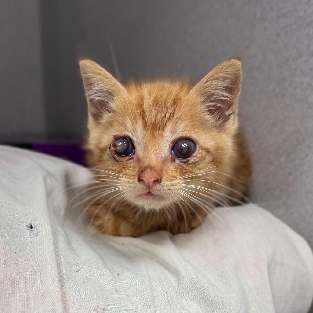 Pumpernickel, a Adoptable mixed breed in Los Angeles, CA image 1/6