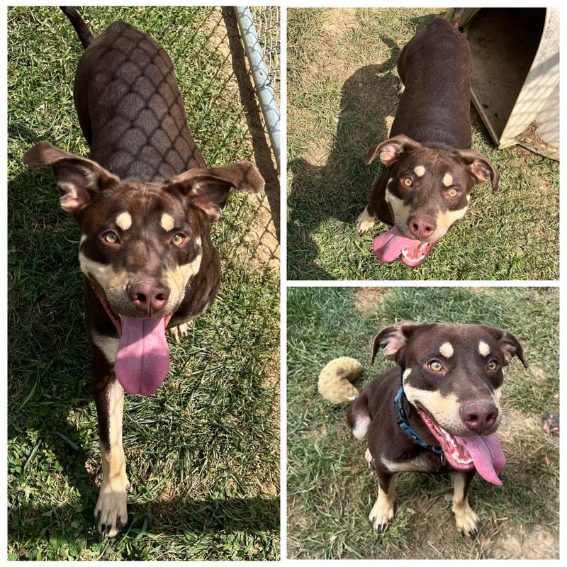 Tobias, Adoptable, Young Male German Shepherd Dog.