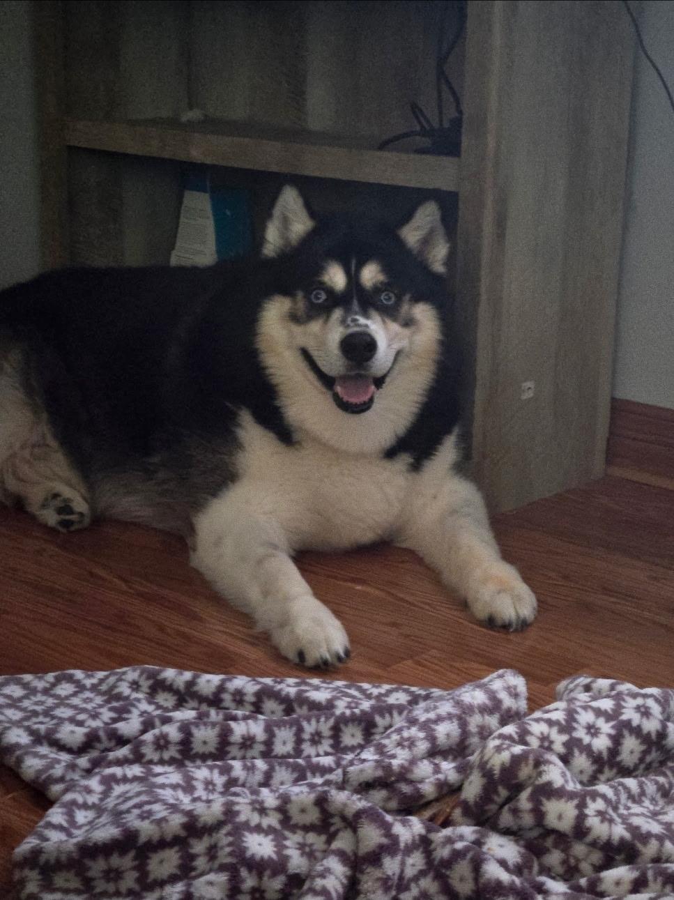 Neeko and Frankee, a Adopted mixed breed in McKenna, WA image 2/3