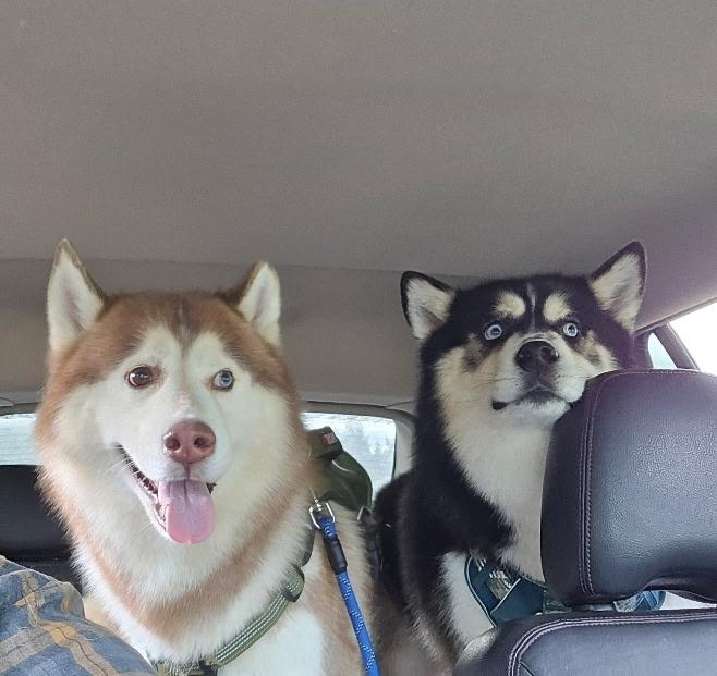 Neeko and Frankee, Adopted, Adult Male Siberian Husky & Alaskan Malamute.