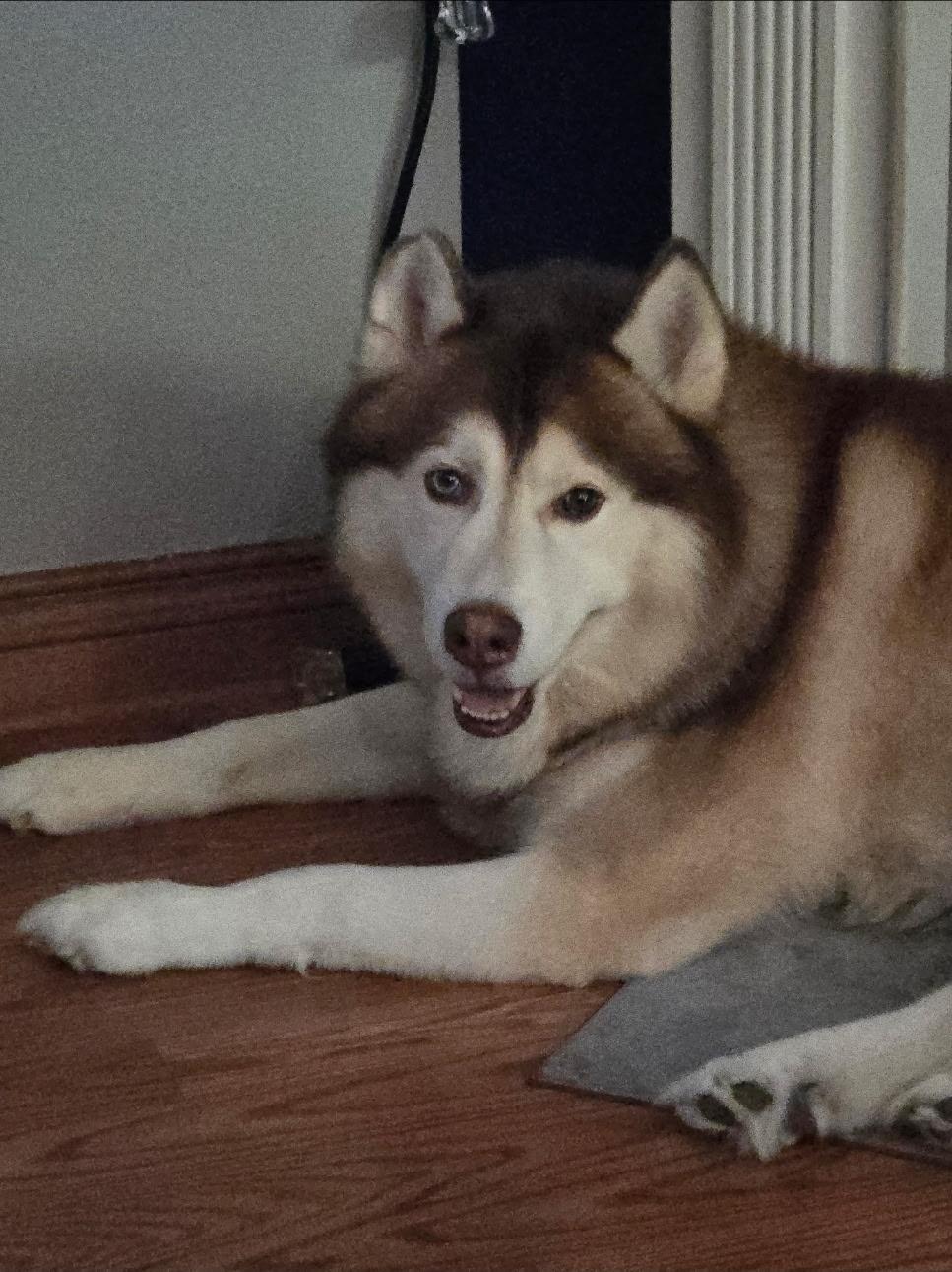 Neeko and Frankee, a Adopted mixed breed in McKenna, WA image 3/3