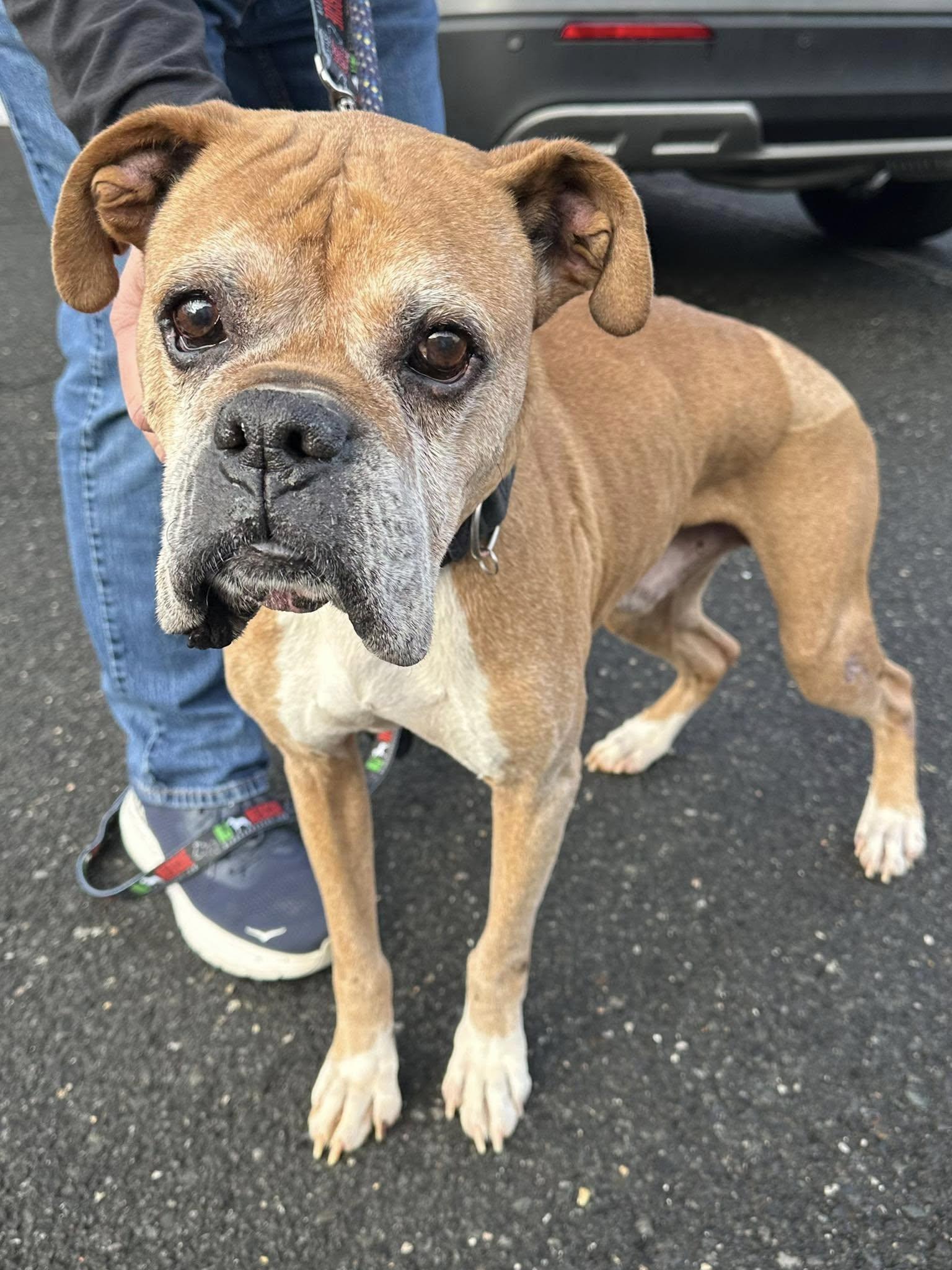 Enlarge Titus, a hold Boxer in Middlesex, NJ image 4/4