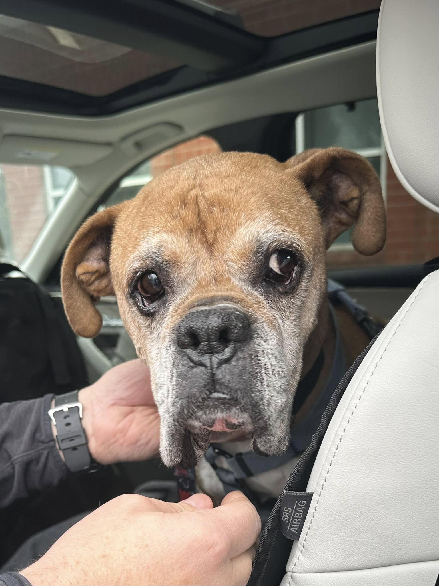 Enlarge Titus, a hold Boxer in Middlesex, NJ image 2/4