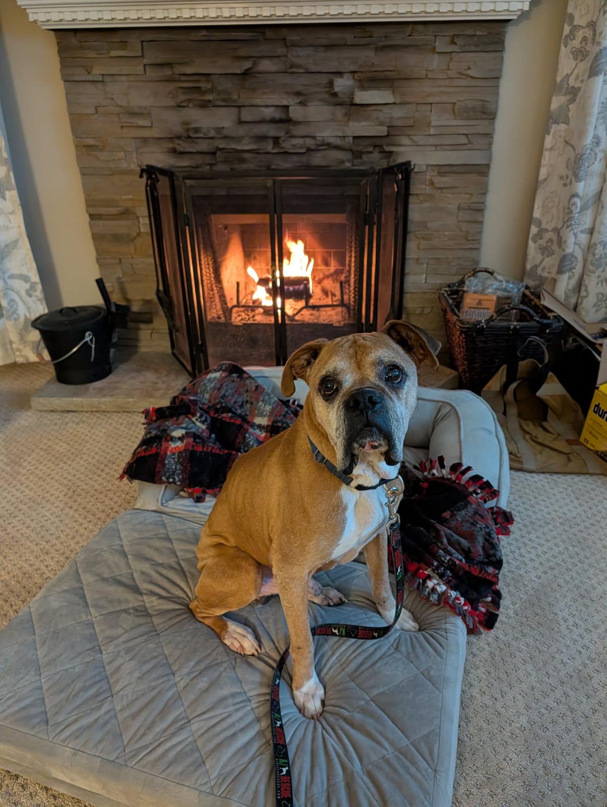 Enlarge Titus, a hold Boxer in Middlesex, NJ image 3/4