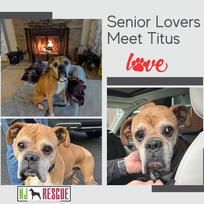 Enlarge Titus, a hold Boxer in Middlesex, NJ image 1/4