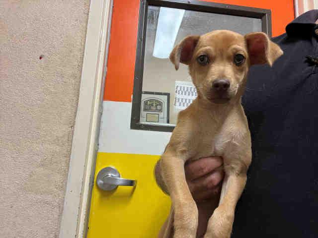 A1946383, Adoptable, Puppy Male Terrier.