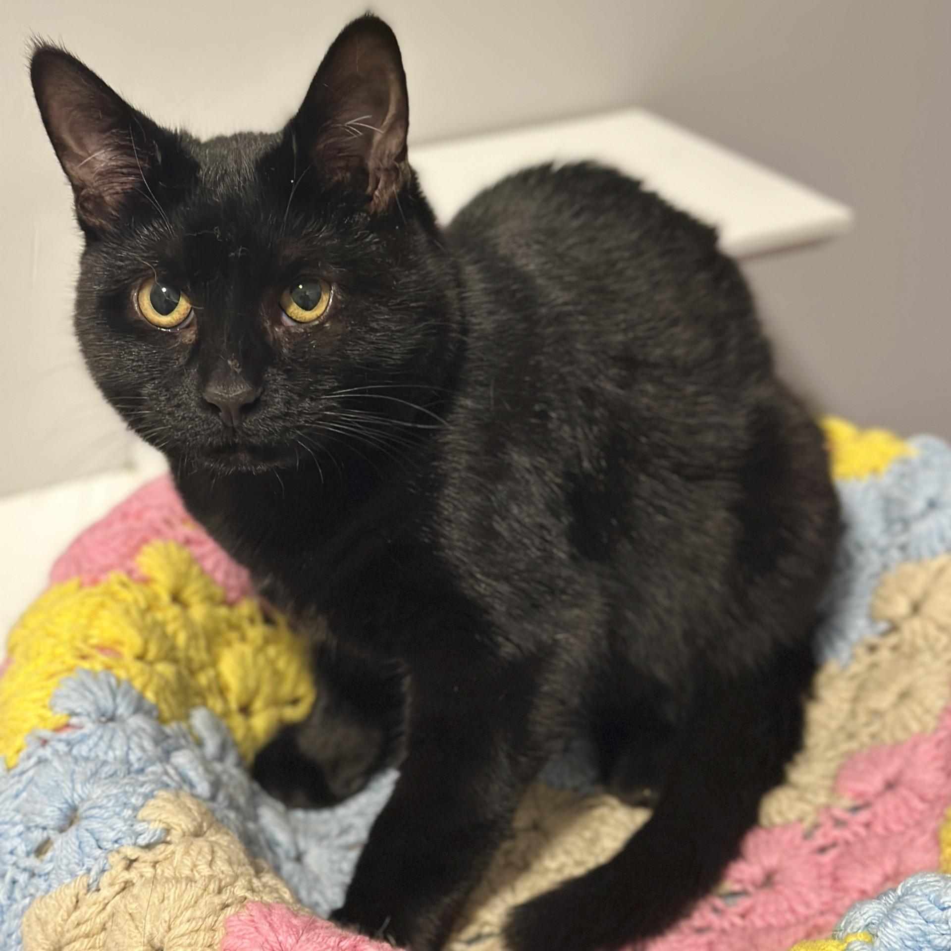 Enlarge Muffin, an adoptable Domestic Short Hair in Victor, NY image 6/6