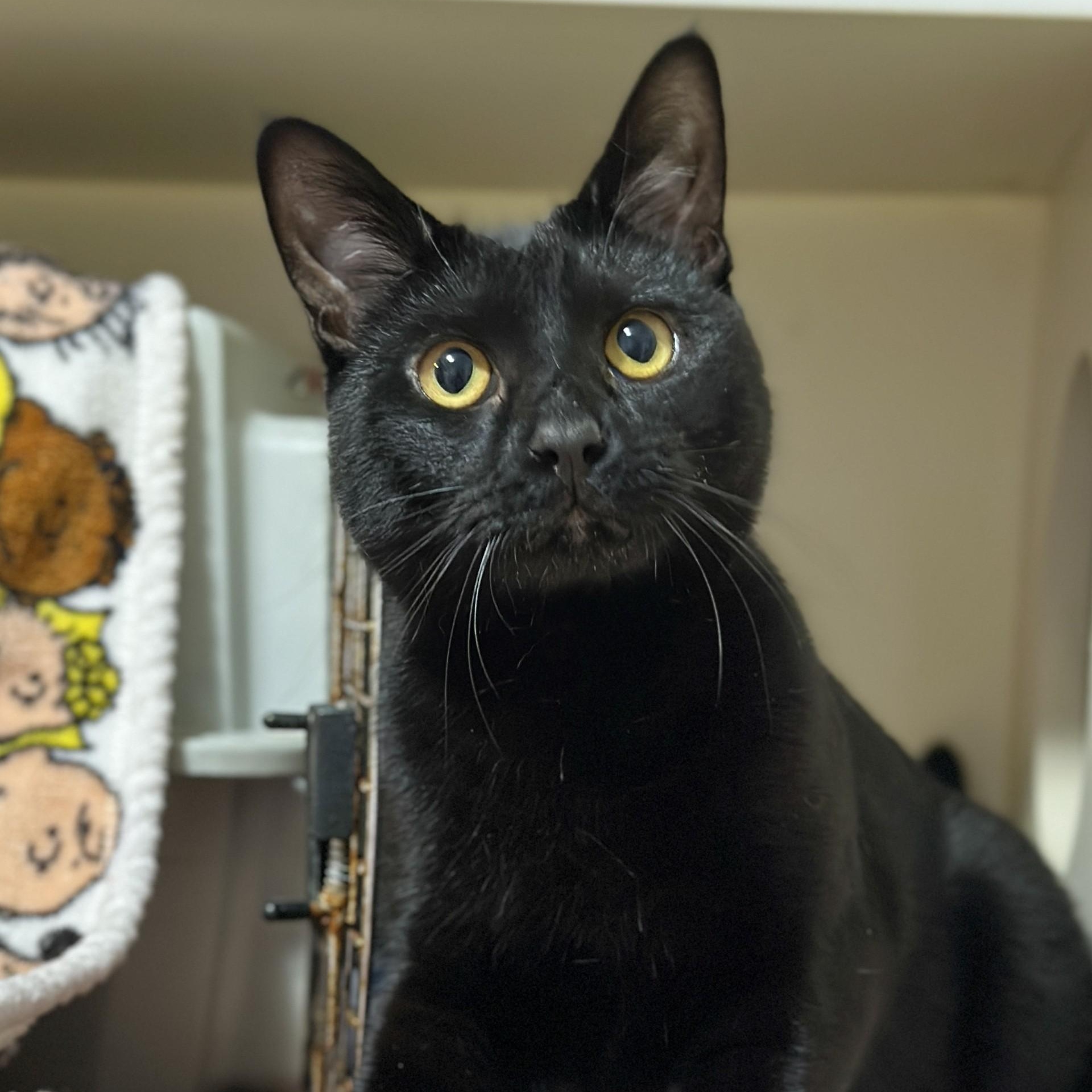 Enlarge Muffin, an adoptable Domestic Short Hair in Victor, NY image 4/6