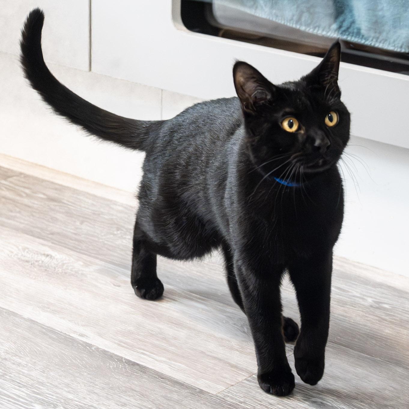 Enlarge Muffin, an adoptable Domestic Short Hair in Victor, NY image 2/6