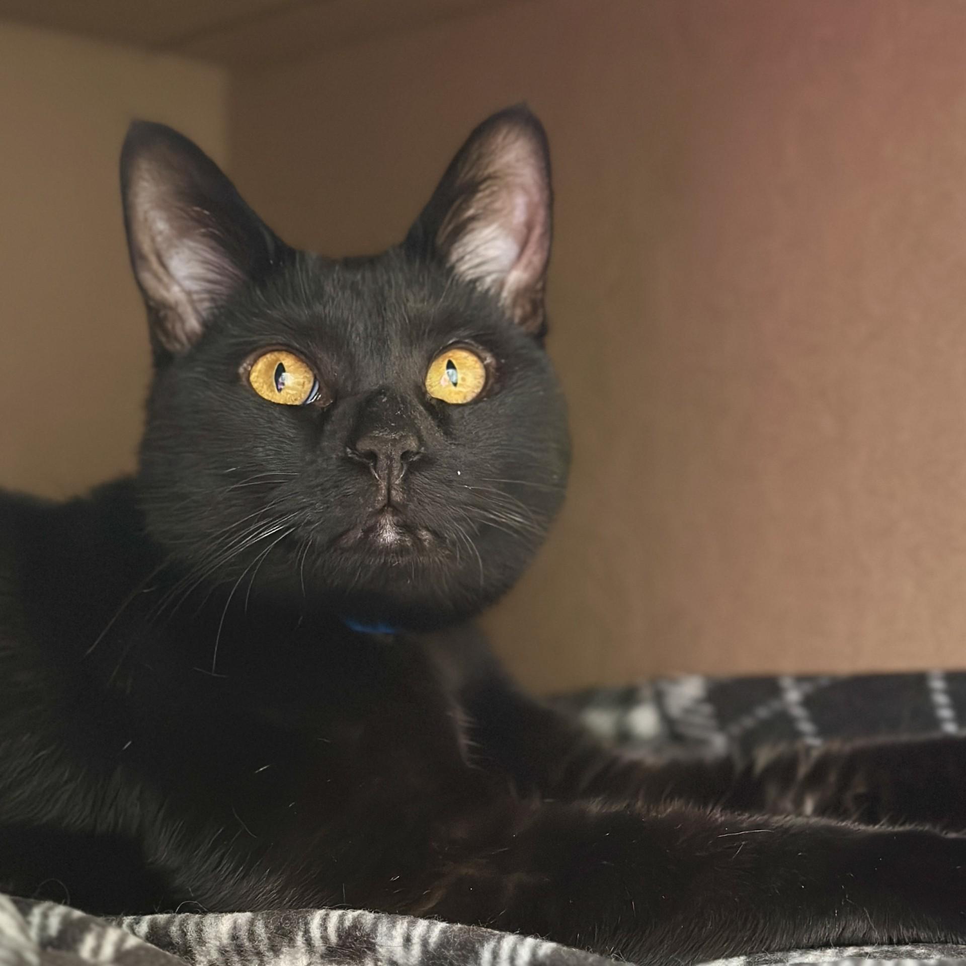Enlarge Muffin, an adoptable Domestic Short Hair in Victor, NY image 6/6