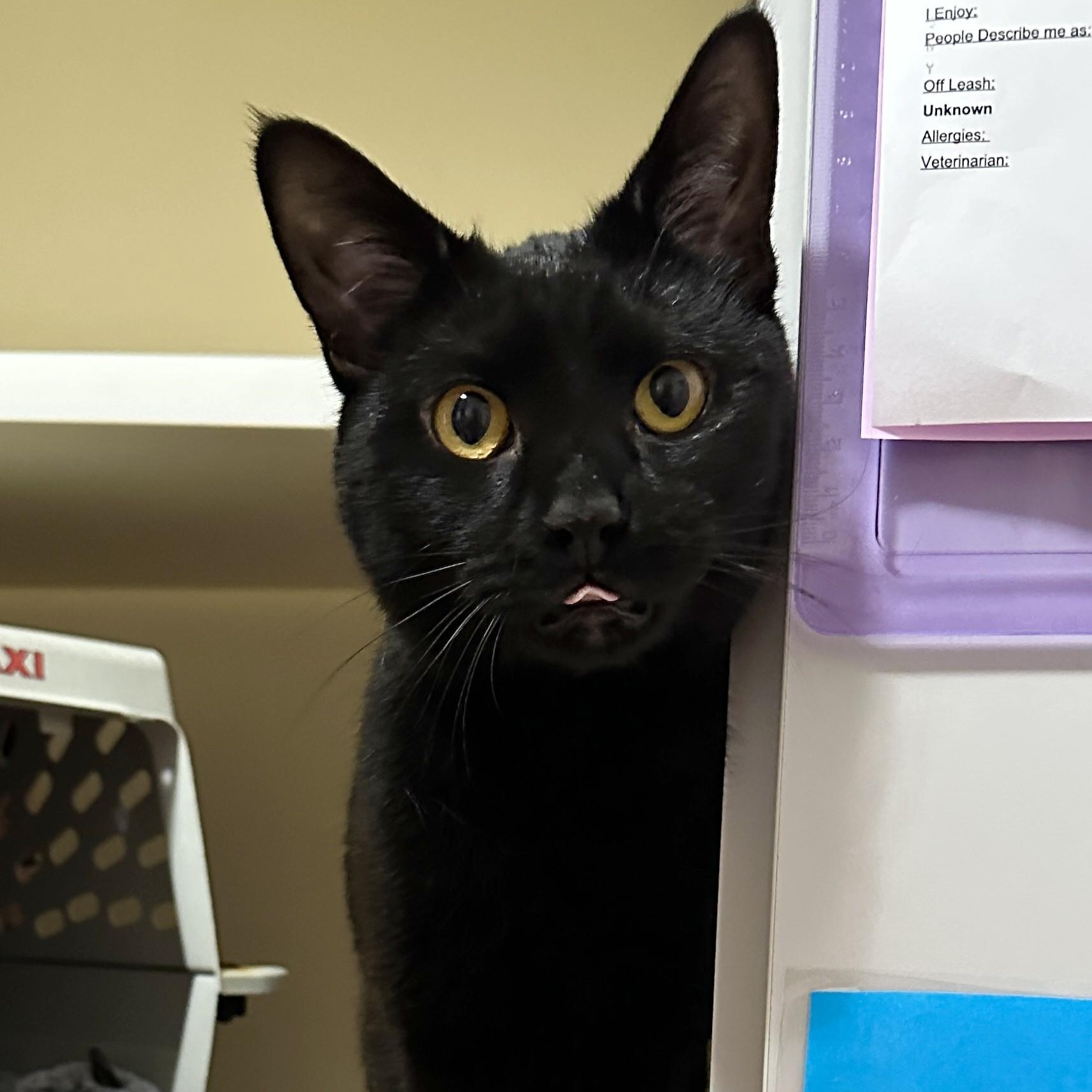 Enlarge Muffin, an adoptable Domestic Short Hair in Victor, NY image 5/6