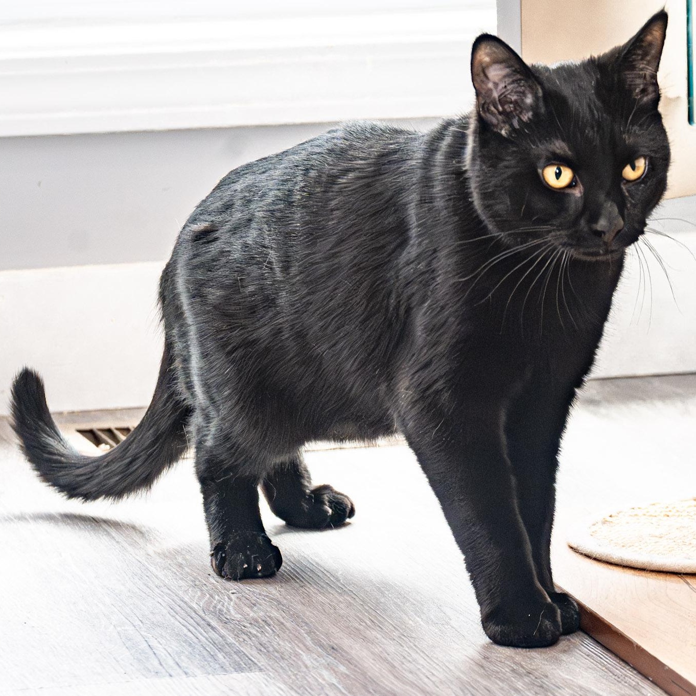 Enlarge Muffin, an adoptable Domestic Short Hair in Victor, NY image 3/6