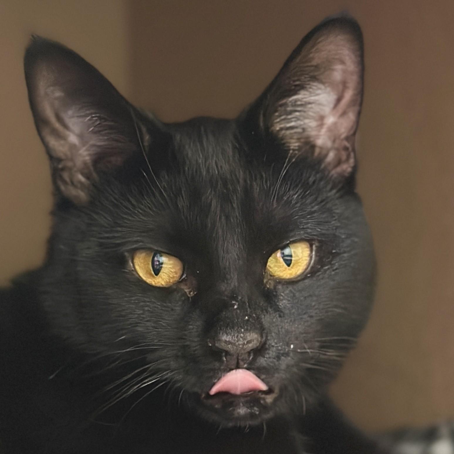 Enlarge Muffin, an adoptable Domestic Short Hair in Victor, NY image 1/6