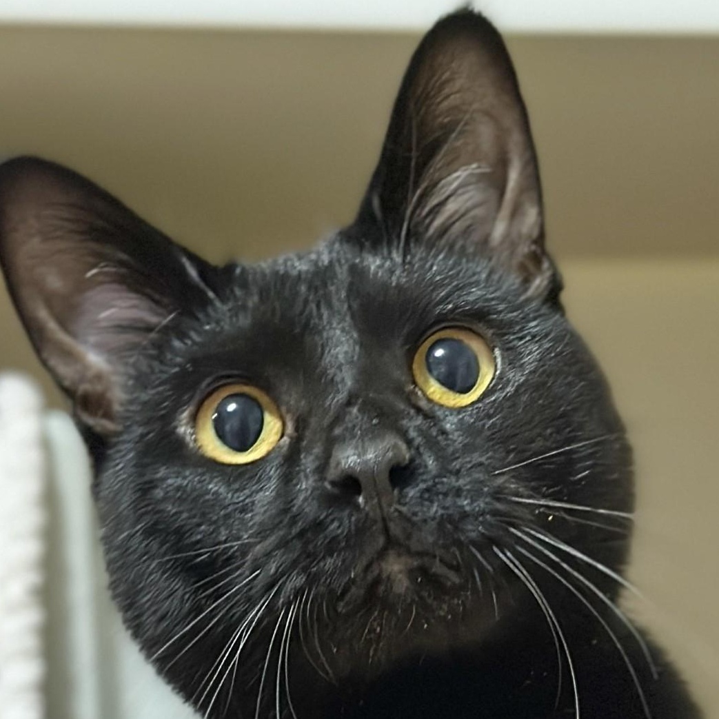 Enlarge Muffin, an adoptable Domestic Short Hair in Victor, NY image 1/6