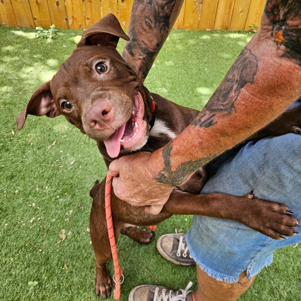 Ferris Bueller KL, Baby Male Pit Bull Terrier