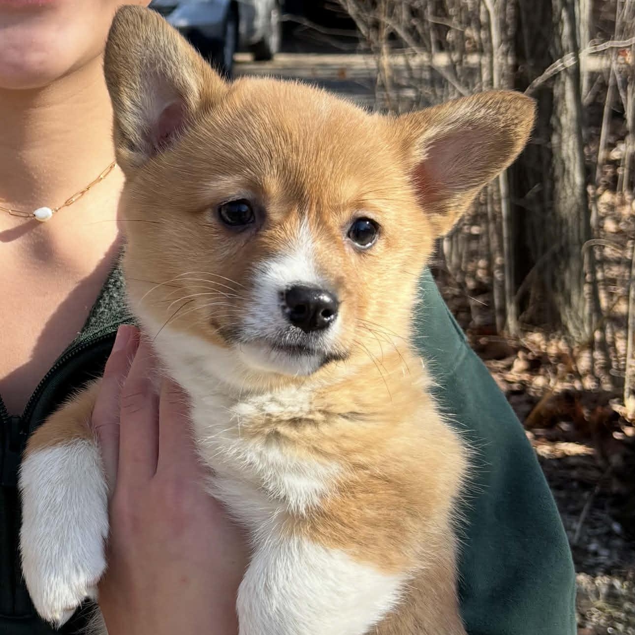 Enlarge Olive, an adopted Corgi in Homer Glen, IL image 3/4