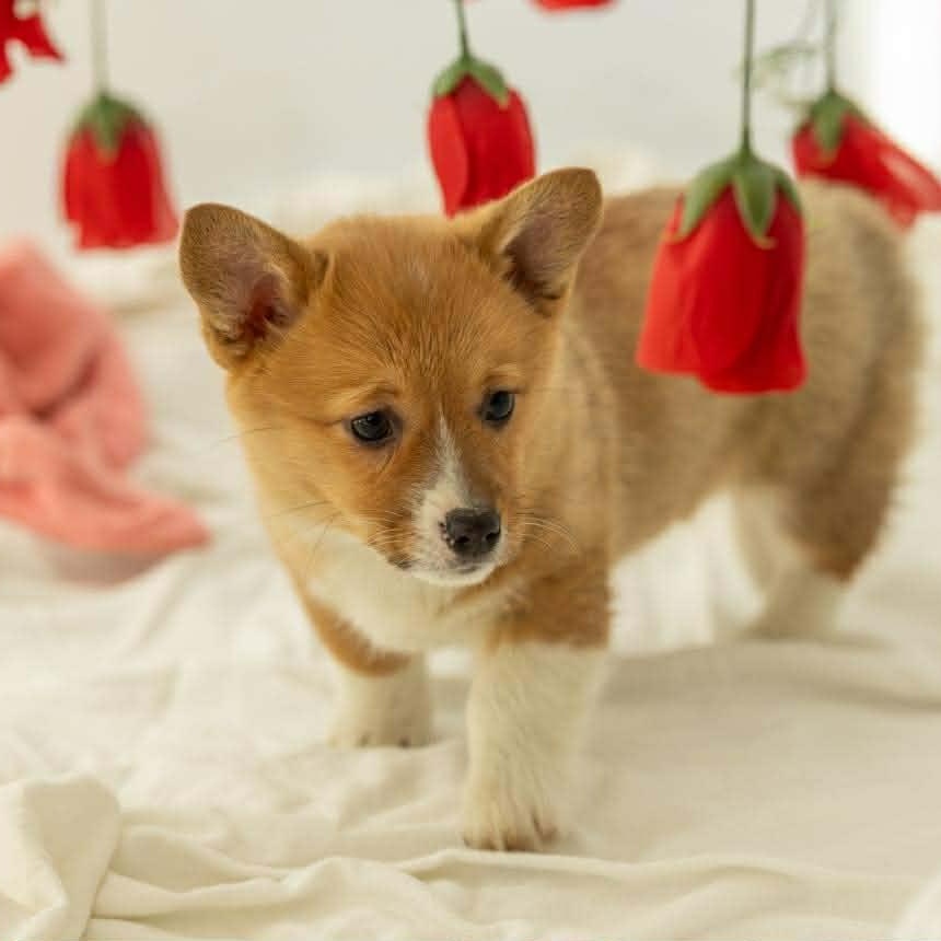 Olive, adopted, Puppy Female Corgi.