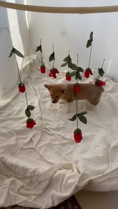 Enlarge Olive, an adopted Corgi in Homer Glen, IL video 4/4